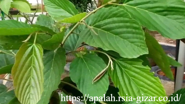 Riset Unair Temukan Daun Apa-Apa